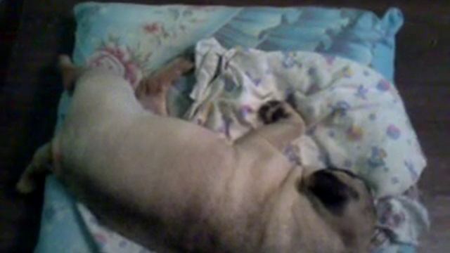 Какие сны видит мопс Марфушка? ! Собака-лунатик говорит во сне! смотреть онлайн