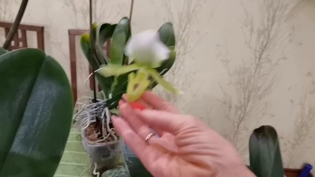 РАСПУТАТЬ КОРНИ ОРХИДЕЙ НЕРЕАЛЬНО! ОТДИРАЮ ОТ СТЕН. ПЕРЕСТАНОВКА. смотреть онлайн