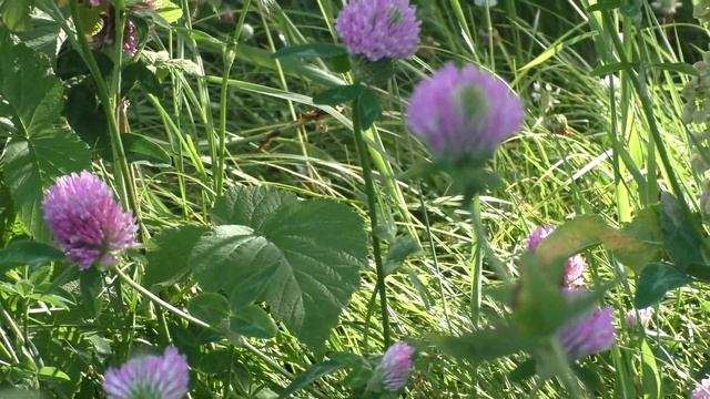 Panasonic v760/Цветы лето 2020 смотреть онлайн