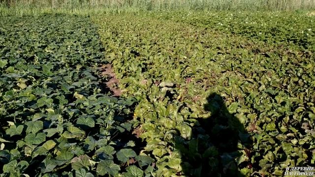 Начала спеть голубика / Замораживаю спаржевую фасоль на зиму / Собрала 22 ведра огурца. смотреть онлайн