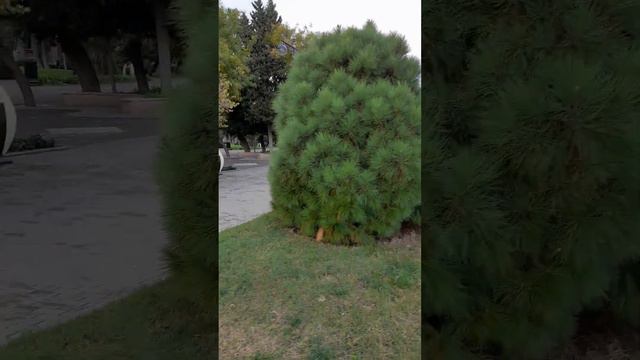 продолжение русских в Азербайджане смотреть онлайн