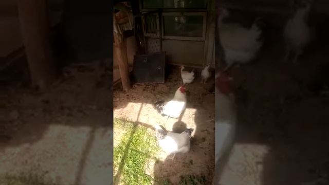 Первомайские куры. Первомайский тауықтары адлер тауықтарына ұқсайды. смотреть онлайн