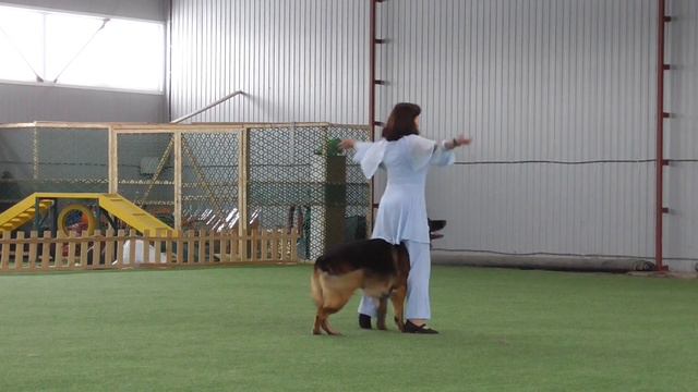 Прогресс-НТМ Гурина Татьяна и Немецкая овчарка АНТЕНОР ХОФ ЛАРГО смотреть онлайн