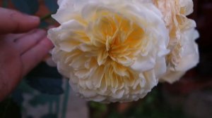 Роза Шарлотта. Розы Остина.