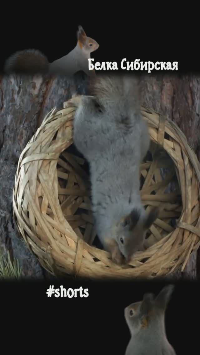 #shorts Белка вверх ногами ест