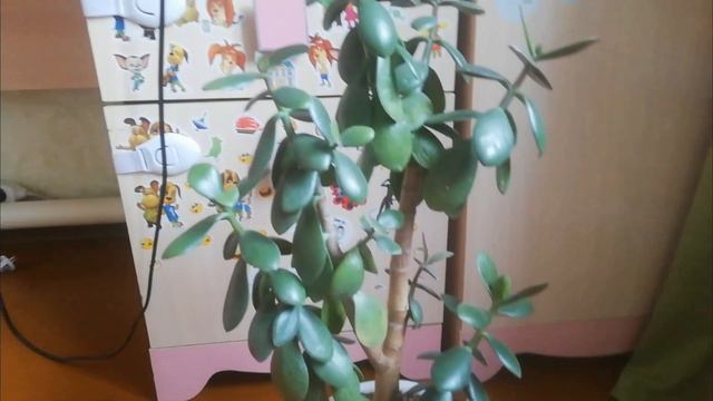 Как сделать домик для кошки🐾🐱 смотреть онлайн