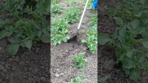 Окучник ручной