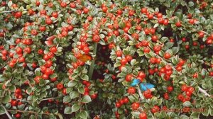 Кизильник горизонтальный Урсинов (ursynow) ? обзор: как сажать, саженцы кизильника Урсинов