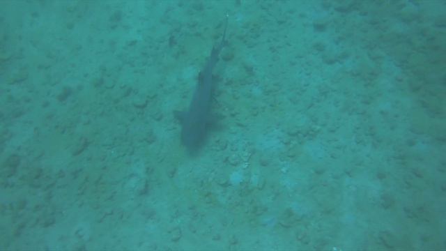 Diving Caño Island / Isla del Caño, Costa Rica (2021) смотреть онлайн