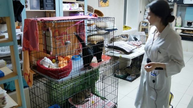 Ветеринарный врач приюта для кошек "Убежище" смотреть онлайн