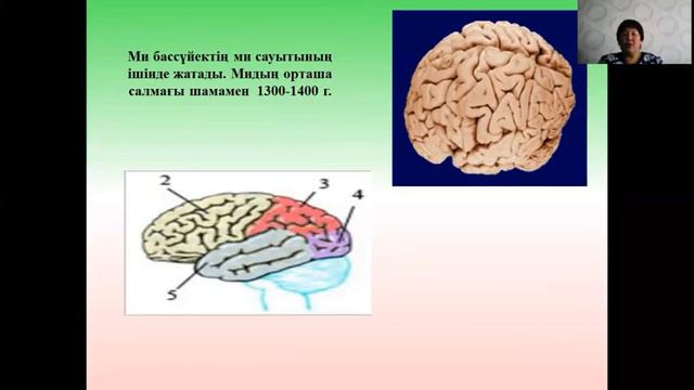биол 10 класс ОГН смотреть онлайн