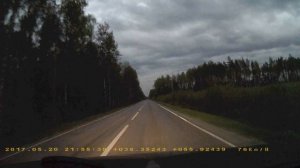 Реальный лось (животное) на дороге