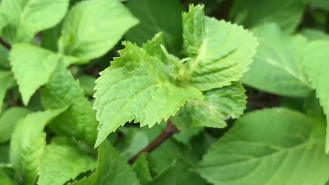 Загородная жизнь/ покупка продуктов / готовлю салаты смотреть онлайн