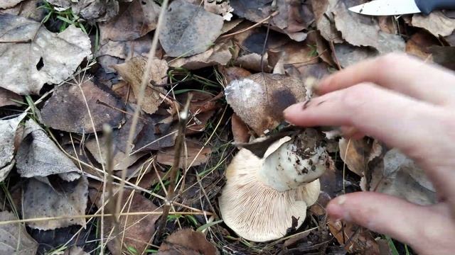 identifica la seta de raíz de chopo. Seta muy abundante en zonas de chopera. Lactarius controversus смотреть онлайн