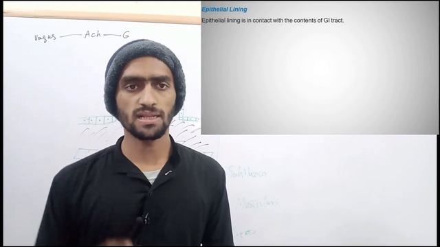 1-Physiology | Overview of GIT | Functions of GIT | Layers of GIT | Regulation of GIT (ENS) | by KM смотреть онлайн