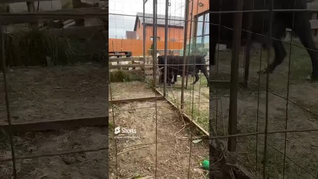 ‼️ужас‼️Чуть не съела щенка?. #канекорсо #щенок #ужас #собакадругчеловека #собаки #приколы #шпиц смотреть онлайн
