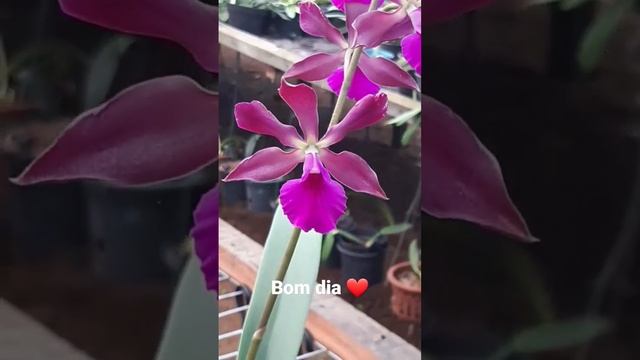 encyclia atropurpurea смотреть онлайн