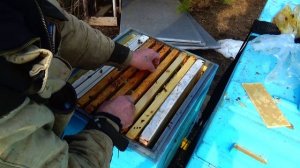 Медоперговая сыта подкормка