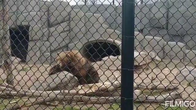 Kodiak Bears смотреть онлайн