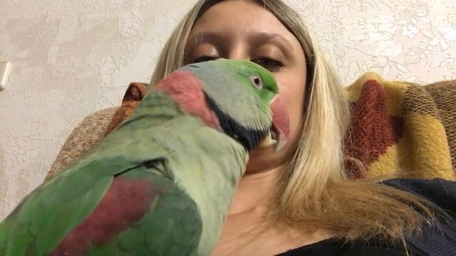 Александрийский попугай Тоша смотреть онлайн