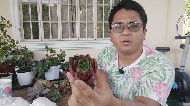 This Seller Gave The BEST FREEBIE Ever! Unboxing New Rare Succulents