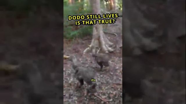 Dodo Bird still lives, is that true? @shorts @animals @dodo @hungrybirds4803 смотреть онлайн