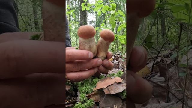 В этом лесу растут самые красивые подосиновики смотреть онлайн