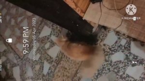 cat in blender full video.