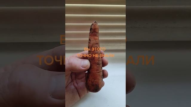морковка этого вы точно  незнали.mp4