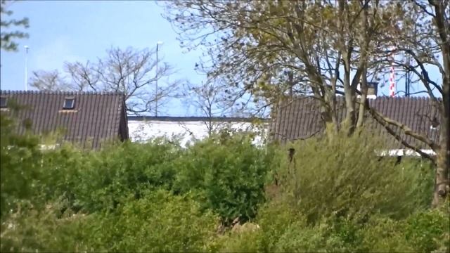 Rare Pallid Harrier / Zeldzaam: Steppekiekendief (Circus macrourus) смотреть онлайн