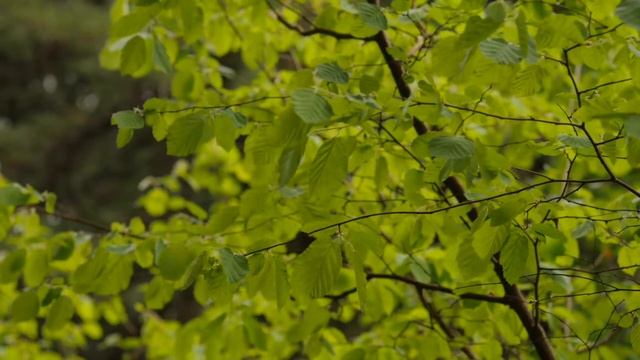 Мантра ОМ -очищает пространство -очищения речи и ума-счастливый естественный звук смотреть онлайн