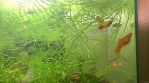 КАРДИНАЛ - УХОД, СОДЕРЖАНИЕ, РАЗВЕДЕНИЕ l ЛУЧШЕ, ЧЕМ НЕОНЫ l АКВАРИУМНЫЕ РЫБЫ #19