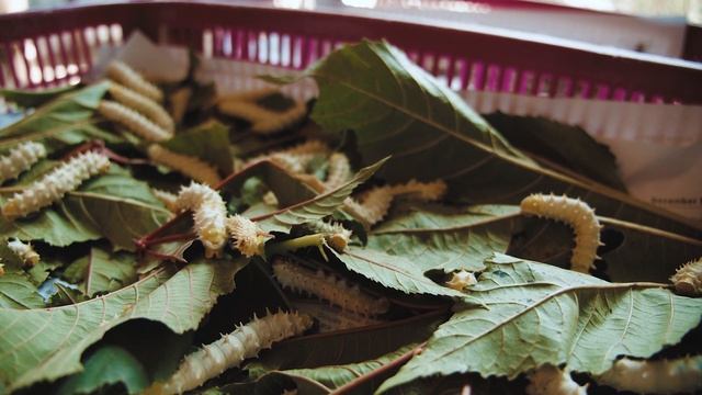 Comment Les Plantes Ont écrit L'histoire Des Hommes ?