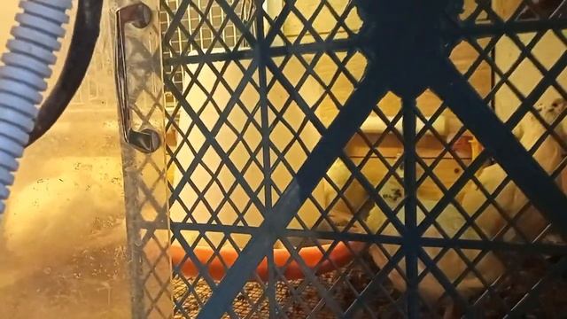 Последствия выключения света в процессе инкубации.Влияние светового режима на скороспелость смотреть онлайн