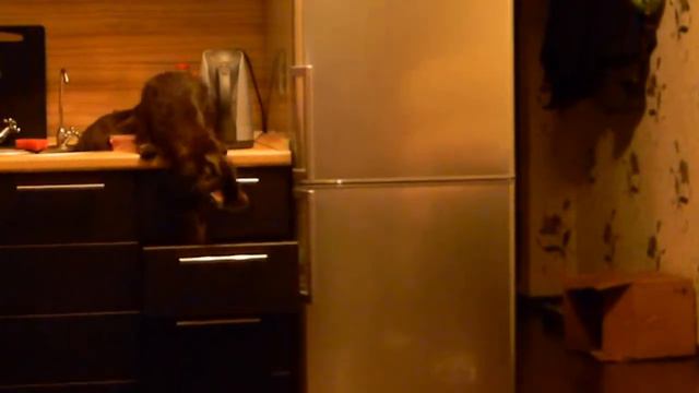 Кот хулиганит смотреть онлайн