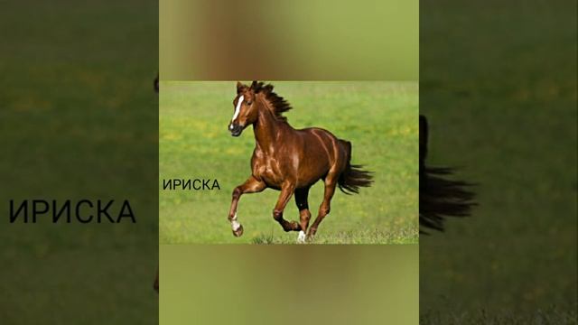Крутые имена лошадей/ЛОШАДИ! смотреть онлайн