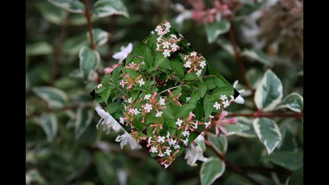 АБЕЛИЯ /ABELIA( растения/plants)( HD slide show)! смотреть онлайн