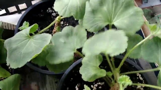 23.04.2020 года. Дачный влог. Переехали на дачу "Пеларгонии" , "Фуксии" ,"Традесканция". смотреть онлайн