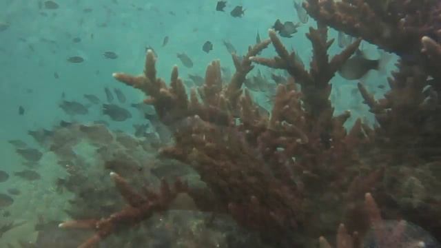 Diving in Koh Ma смотреть онлайн