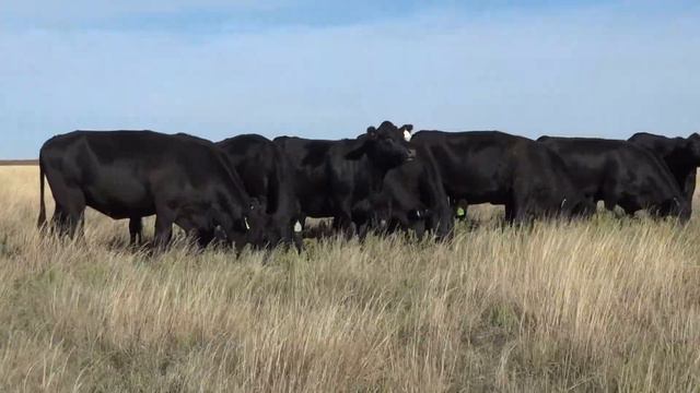 Group 5: Mayer Ranch Bred Cows смотреть онлайн