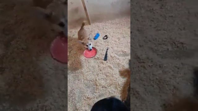 Бесилки!Чау Бош в гостях у коржиков смотреть онлайн