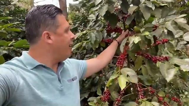 The History process Napoli Cafe de Costarica fazenda Donalexiscoffee . coffee. fermentacion.. смотреть онлайн