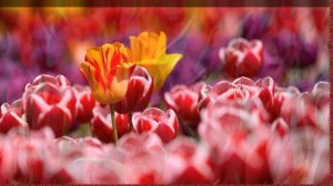 Как вырастить Тюльпаны в ячейках из под яиц