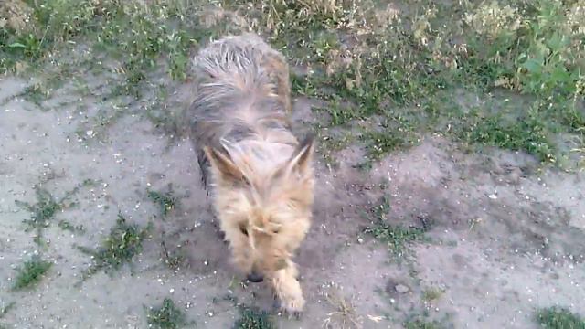 Лохматый пёс смотреть онлайн