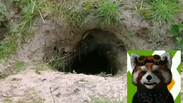 Супер загадки для детей про насекомых и животных рыб и птиц смотреть онлайн