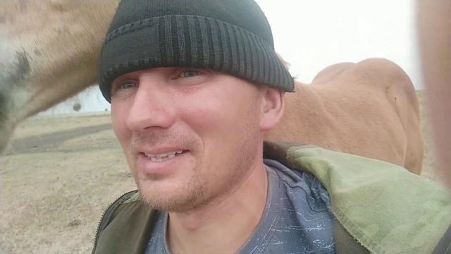 Ласковый жеребёнок, порода Русский тяжеловоз.Кличка Абрикос. смотреть онлайн