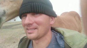 Ласковый жеребёнок, порода Русский тяжеловоз.Кличка Абрикос.