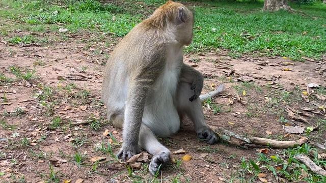 Monkeys take baby monkeys for a walk. beautiful monkey video.Many wild monkeys come to visit #monke смотреть онлайн