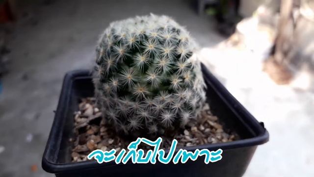 (Ep.8)? แมมขนนกเหลือง My Cactus "Mammillaria Schiedeana " смотреть онлайн