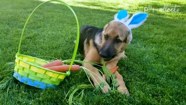 The Unusual History of the Easter Bunny смотреть онлайн
